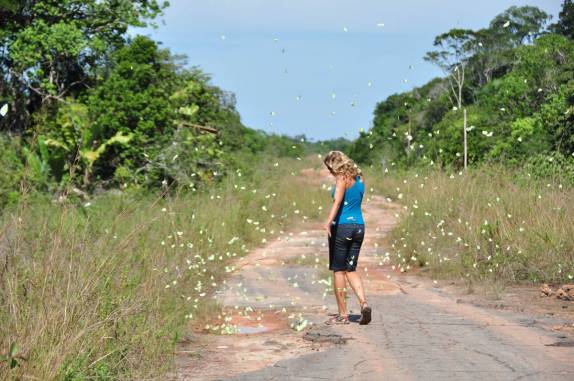 Brincando com borboletas na BR-319, a rodovia que liga Manaus à Porto Velho